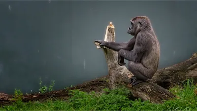 Gorilla at Dublin Zoo