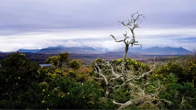 Dead tree with the Twelve Pins of Connemara behind