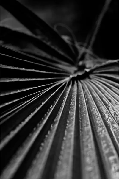 Macro photograph of a leaf