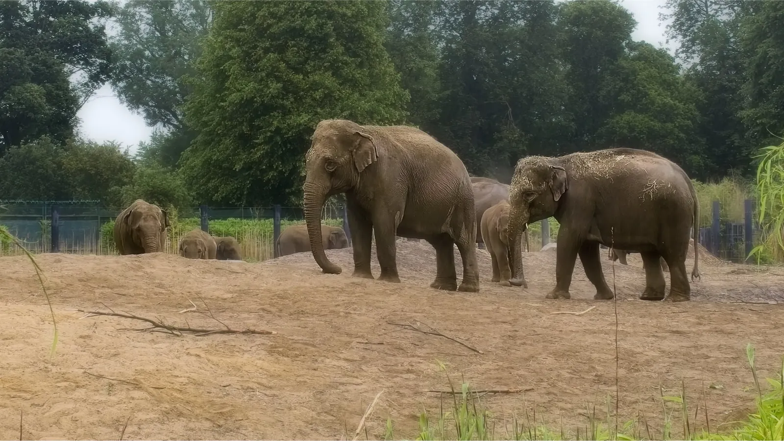 Elephants at Dublin Zoo