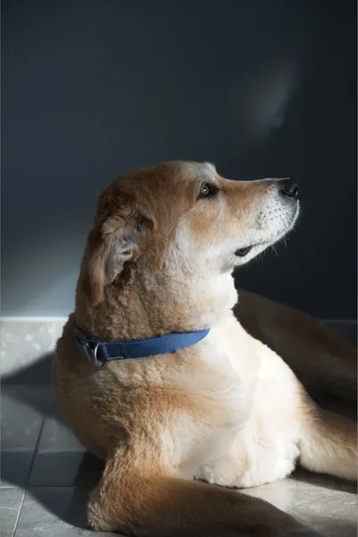 Foxy the dog photographed in low light